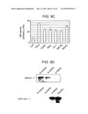 METHODS AND COMPOSITIONS FOR TREATING CERVICAL CANCER diagram and image