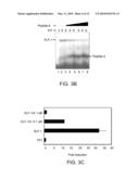 IDENTIFICATION AND USE OF SMALL MOLECULES TO MODULATE TRANSCRIPTION FACTOR FUNCTION AND TO TREAT TRANSCRIPTION FACTOR ASSOCIATED DISEASES diagram and image