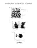 Novel Compounds for Treatment of Cancer and Disorders Associated with Angiogenesis Function diagram and image