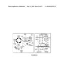 Novel Compounds for Treatment of Cancer and Disorders Associated with Angiogenesis Function diagram and image