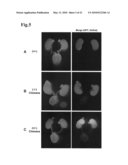 Organ regeneration method utilizing blastocyst complementation diagram and image