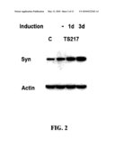 CELLS EXPRESSING ALPHA-SYNUCLEIN AND USES THEREFOR diagram and image