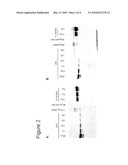 TRUNCATED ALTERNAN SUCRASE CODING NUCLEIC ACID MOLECULES diagram and image