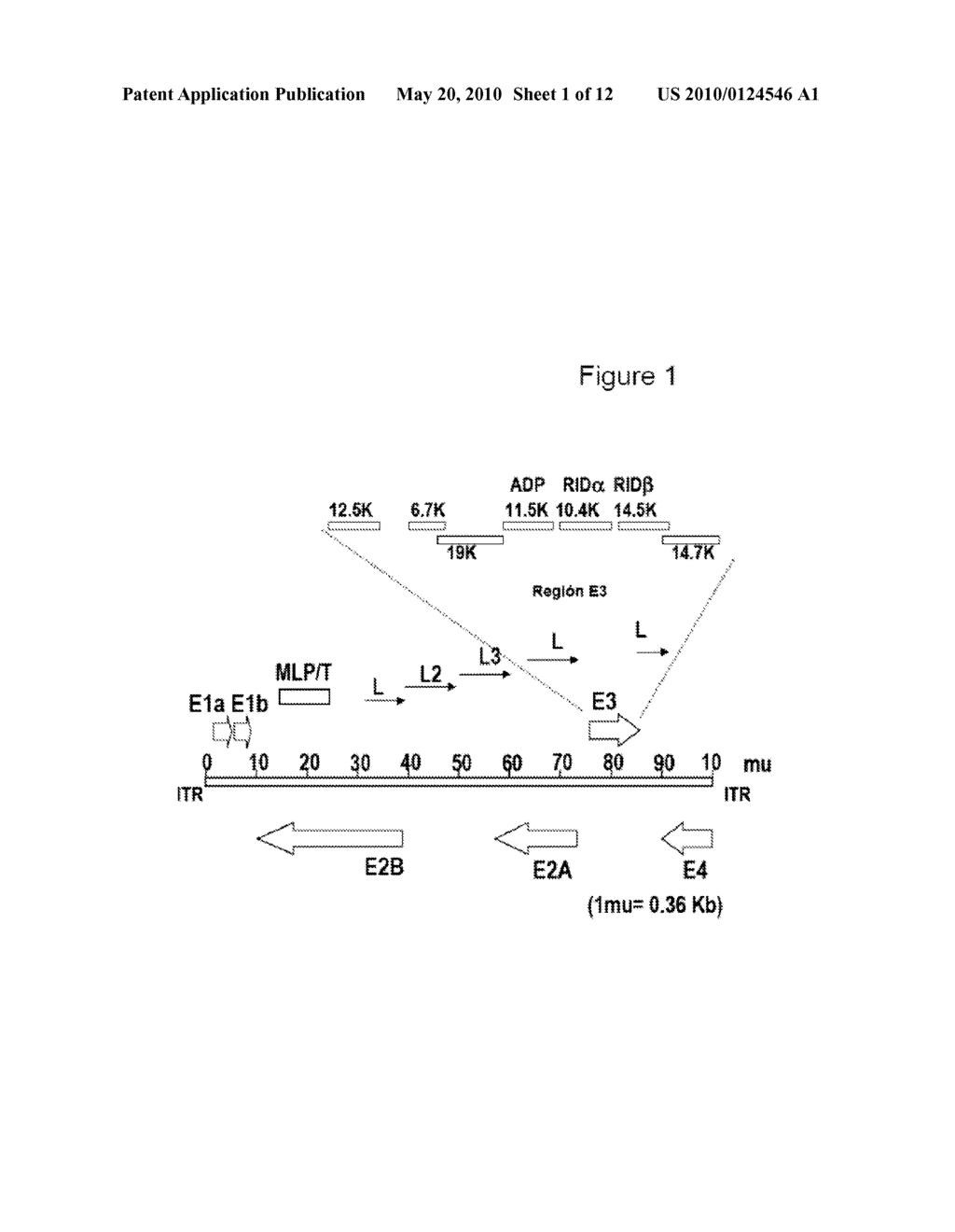 Adenovirus With Mutations in the Endoplasmic Reticulum Retention Domain of the E3-19K Protein and Their Use in Cancer Treatment - diagram, schematic, and image 02