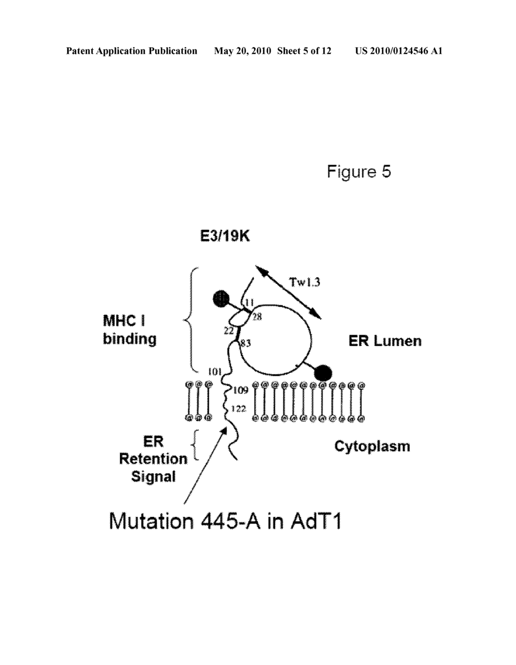 Adenovirus With Mutations in the Endoplasmic Reticulum Retention Domain of the E3-19K Protein and Their Use in Cancer Treatment - diagram, schematic, and image 06