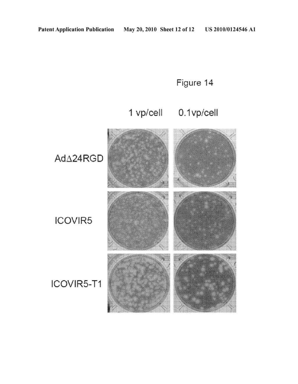 Adenovirus With Mutations in the Endoplasmic Reticulum Retention Domain of the E3-19K Protein and Their Use in Cancer Treatment - diagram, schematic, and image 13