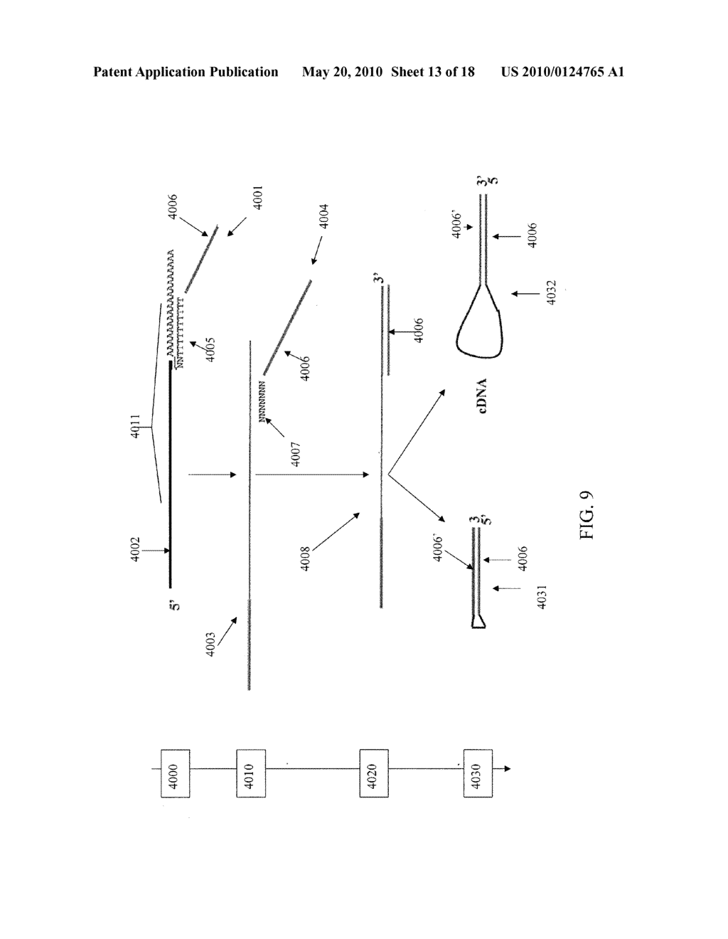 SEQUENCE AMPLIFICATION WITH TARGET PRIMERS - diagram, schematic, and image 14