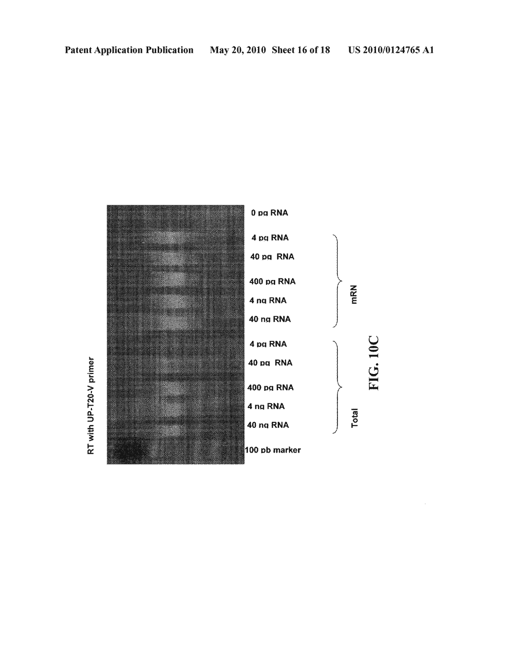 SEQUENCE AMPLIFICATION WITH TARGET PRIMERS - diagram, schematic, and image 17