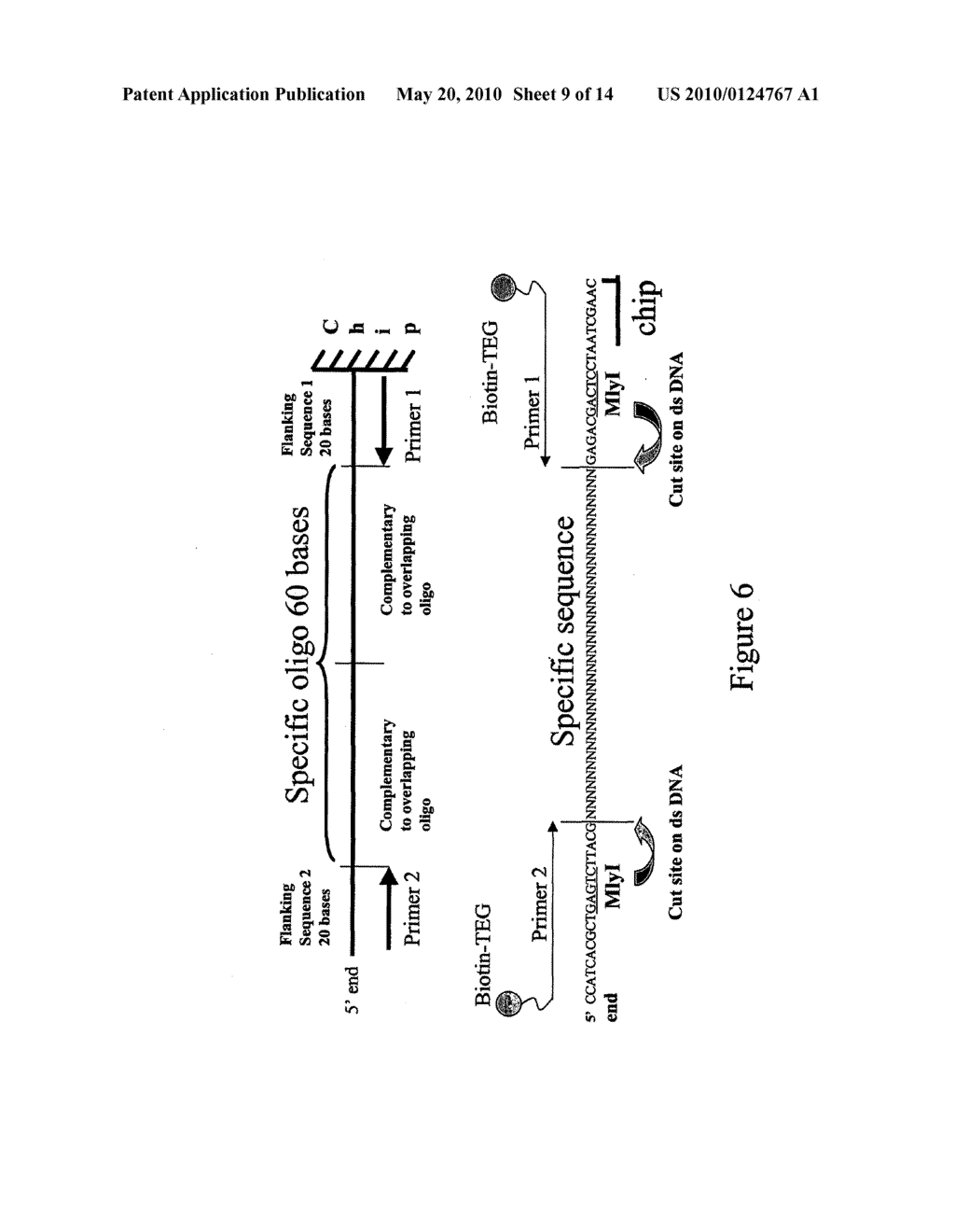 Microarray Synthesis and Assembly of Gene-Length Polynucleotides - diagram, schematic, and image 10