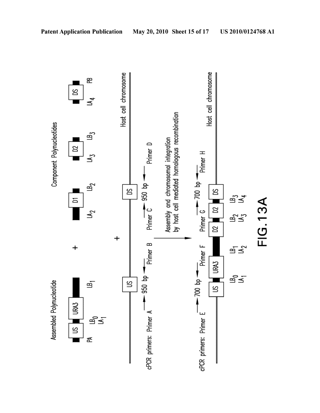 COMPOSITIONS AND METHODS FOR THE ASSEMBLY OF POLYNUCLEOTIDES - diagram, schematic, and image 16