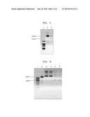 METHOD OF SEPARATING GENOMIC DNA AND PLASMID DNA FROM EACH OTHER AND KIT THEREFOR diagram and image