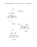 Gamma correction for adjustable light source diagram and image