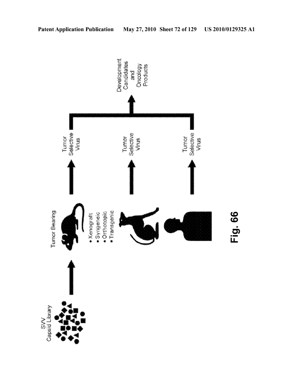 SENECA VALLEY VIRUS BASED COMPOSITIONS AND METHODS FOR TREATING DISEASE - diagram, schematic, and image 73