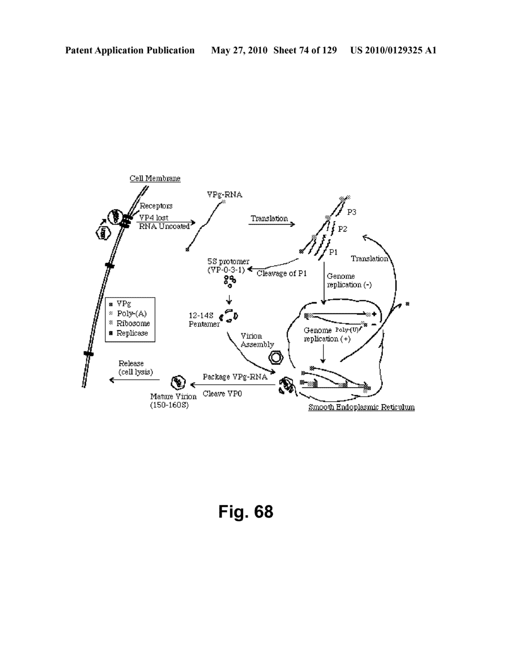 SENECA VALLEY VIRUS BASED COMPOSITIONS AND METHODS FOR TREATING DISEASE - diagram, schematic, and image 75