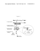 HUMAN BETA-GLUCURONIDASE MUTANTS WITH ELEVATED ENZYMATIC ACTIVITY UNDER PHYSIOLOGICAL CONDITIONS AND METHOD FOR IDENTIFYING SUCH diagram and image