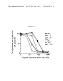 HUMAN BETA-GLUCURONIDASE MUTANTS WITH ELEVATED ENZYMATIC ACTIVITY UNDER PHYSIOLOGICAL CONDITIONS AND METHOD FOR IDENTIFYING SUCH diagram and image