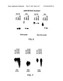 Robust Expression of a Bioactive Mammalian Protein in Chlamydomonas Chloroplast diagram and image