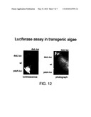 Robust Expression of a Bioactive Mammalian Protein in Chlamydomonas Chloroplast diagram and image