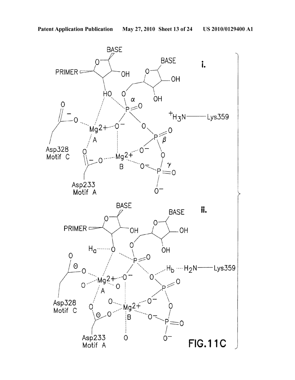 ATTENUATED VIRUSES, VACCINES AND METHODS OF USE THEREOF - diagram, schematic, and image 14