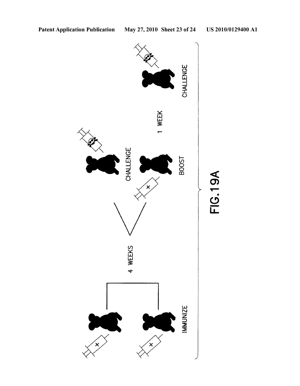 ATTENUATED VIRUSES, VACCINES AND METHODS OF USE THEREOF - diagram, schematic, and image 24