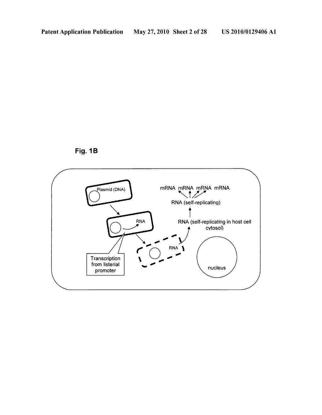 HOLIN-ENHANCED VACCINES AND REAGENTS, AND METHODS OF USE THEREOF - diagram, schematic, and image 03