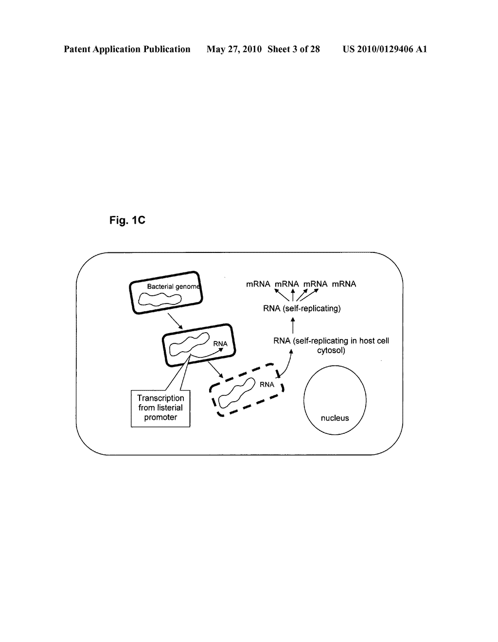 HOLIN-ENHANCED VACCINES AND REAGENTS, AND METHODS OF USE THEREOF - diagram, schematic, and image 04