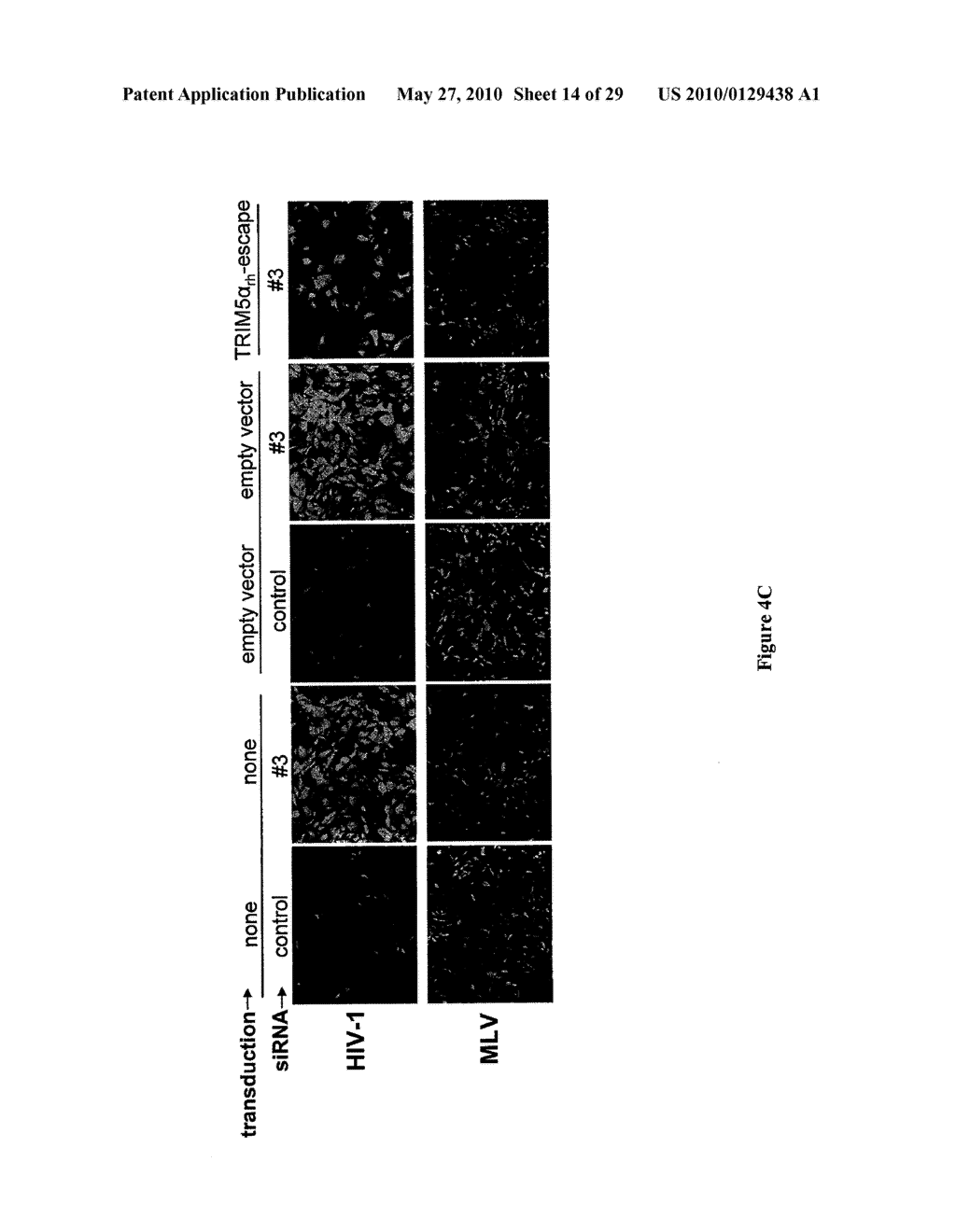 Methods and Compositions for the Treatment and Prevention of HIV Infection Using TRIM5ALPHA - diagram, schematic, and image 15
