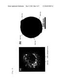 NANOPARTICLE-DISPERSED FINE GLASS BEADS HAVING A CAVITY THEREIN, AND METHOD OF PRODUCING THE SAME diagram and image