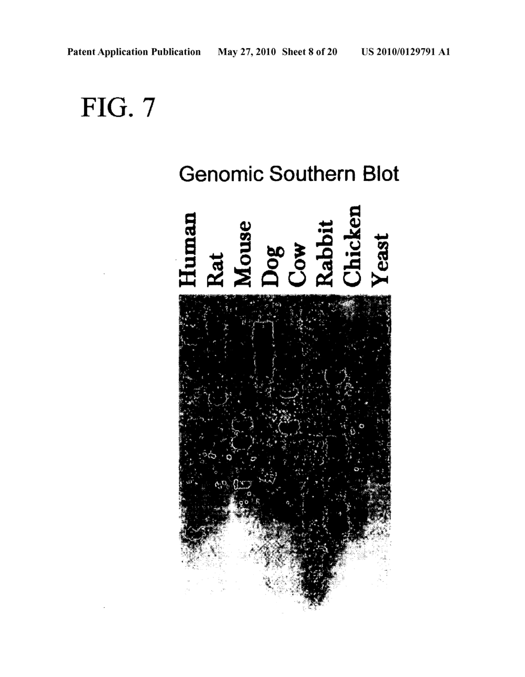 cDNA Encoding a Gene Bog (B5T Over-Expressed Gene) and its Protein Product - diagram, schematic, and image 09