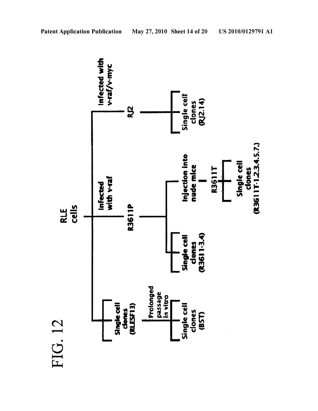 cDNA Encoding a Gene Bog (B5T Over-Expressed Gene) and its Protein Product - diagram, schematic, and image 15