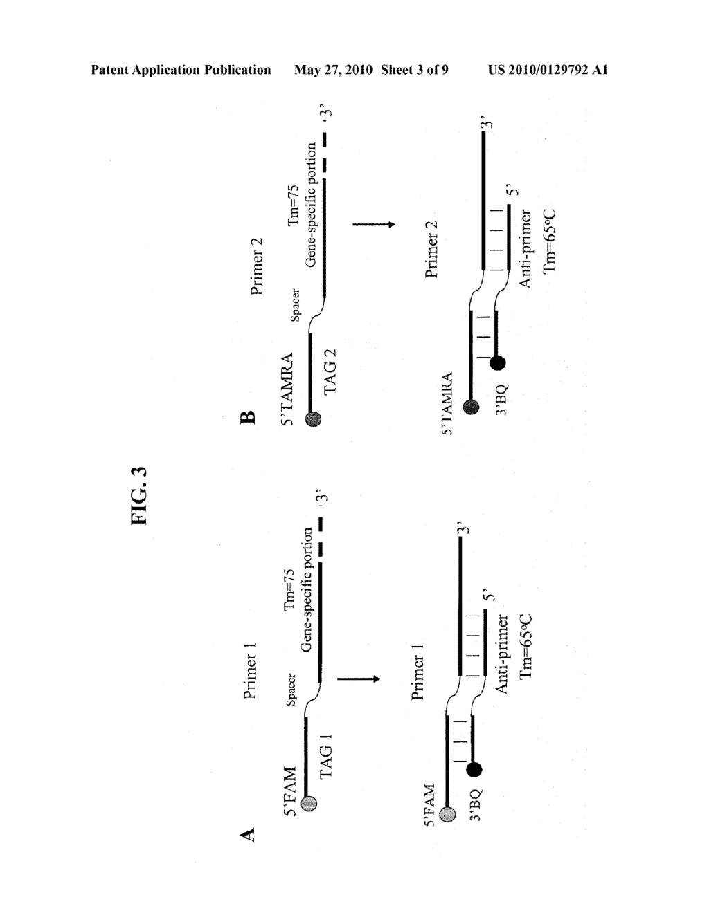 DIRECT MONITORING AND PCR AMPLIFICATION OF THE DOSAGE AND DOSAGE DIFFERENCE BETWEEN TARGET GENETIC REGIONS - diagram, schematic, and image 04