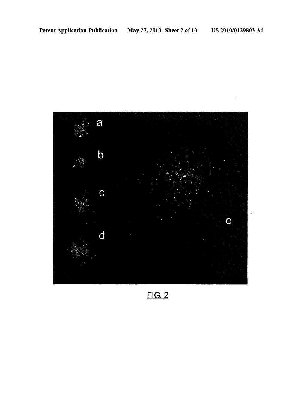 METHOD FOR DETERMINING DNA FRAGMENTATION IN MICROORGANISMS - diagram, schematic, and image 03