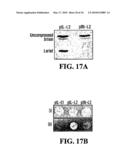 STABILIZATION OF CYCLIC PEPTIDE STRUCTURES diagram and image