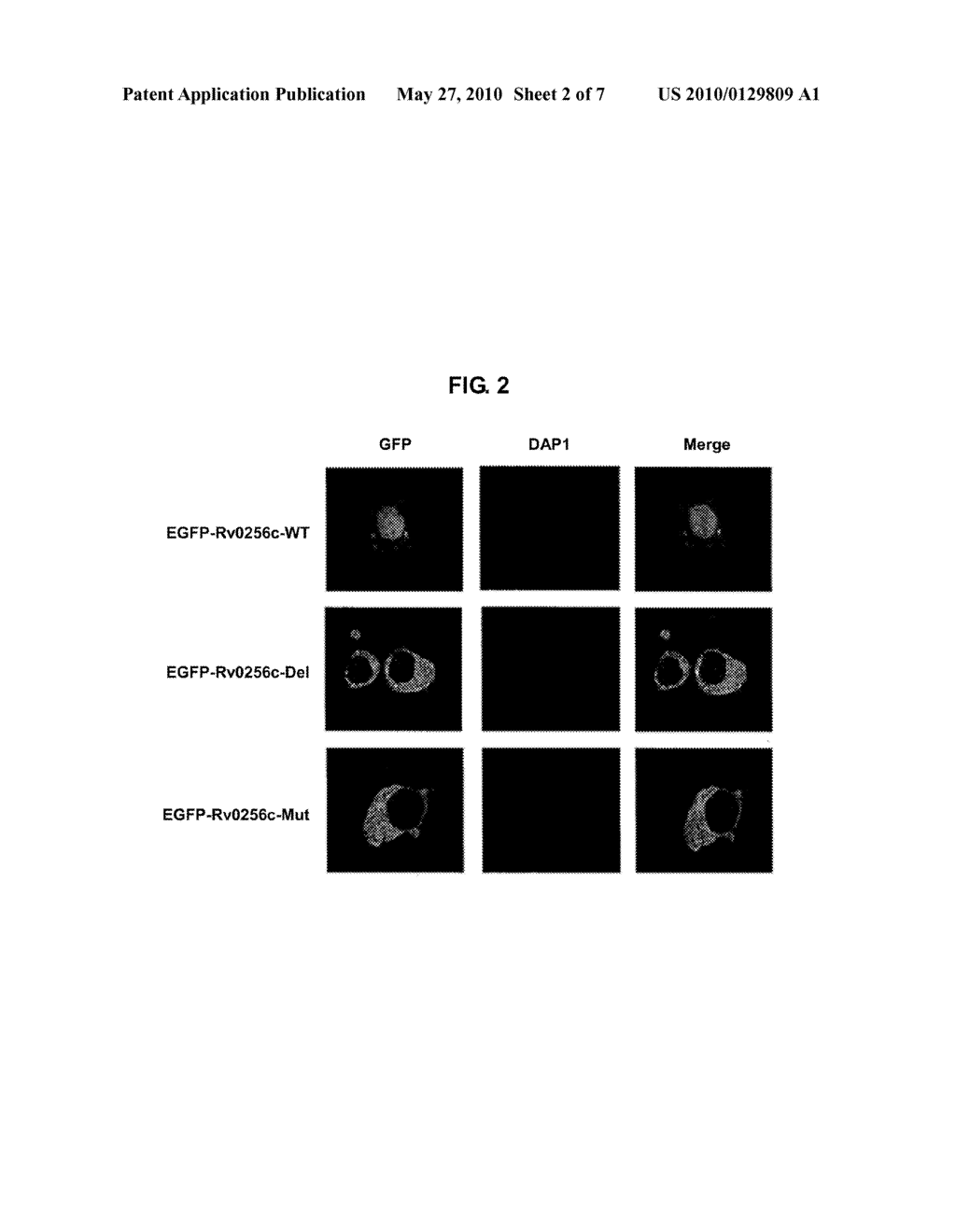 INHIBITORS OF Rv0256c - diagram, schematic, and image 03