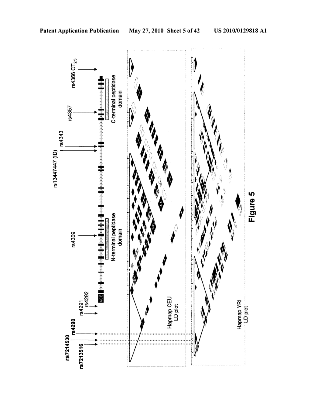 Polymorphisms in Genes Affecting CYP2C9-Related Disorders and Uses Thereof - diagram, schematic, and image 06