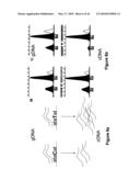 Polymorphisms in Genes Affecting CYP2C9-Related Disorders and Uses Thereof diagram and image