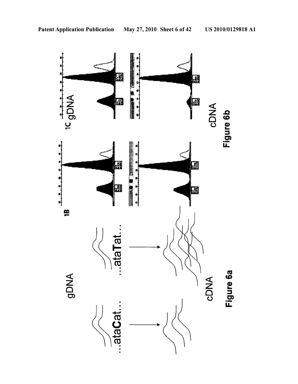 Polymorphisms in Genes Affecting CYP2C9-Related Disorders and Uses Thereof - diagram, schematic, and image 07