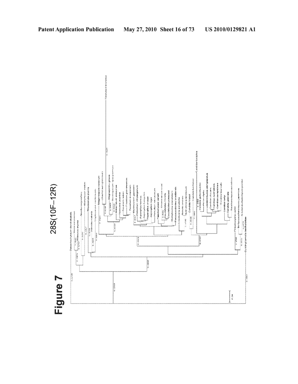 BROAD RANGE PCR-BASED COMPOSITIONS AND METHODS FOR THE DETECTION AND IDENTIFICATION OF FUNGAL PATHOGENS - diagram, schematic, and image 17