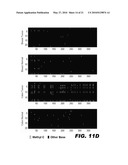 METHOD FOR MULTIPLEXED NUCLEIC ACID PATCH POLYMERASE CHAIN REACTION diagram and image