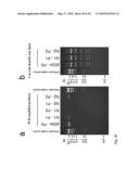 Tol1 FACTOR TRANSPOSASE AND DNA INTRODUCTION SYSTEM USING THE SAME diagram and image