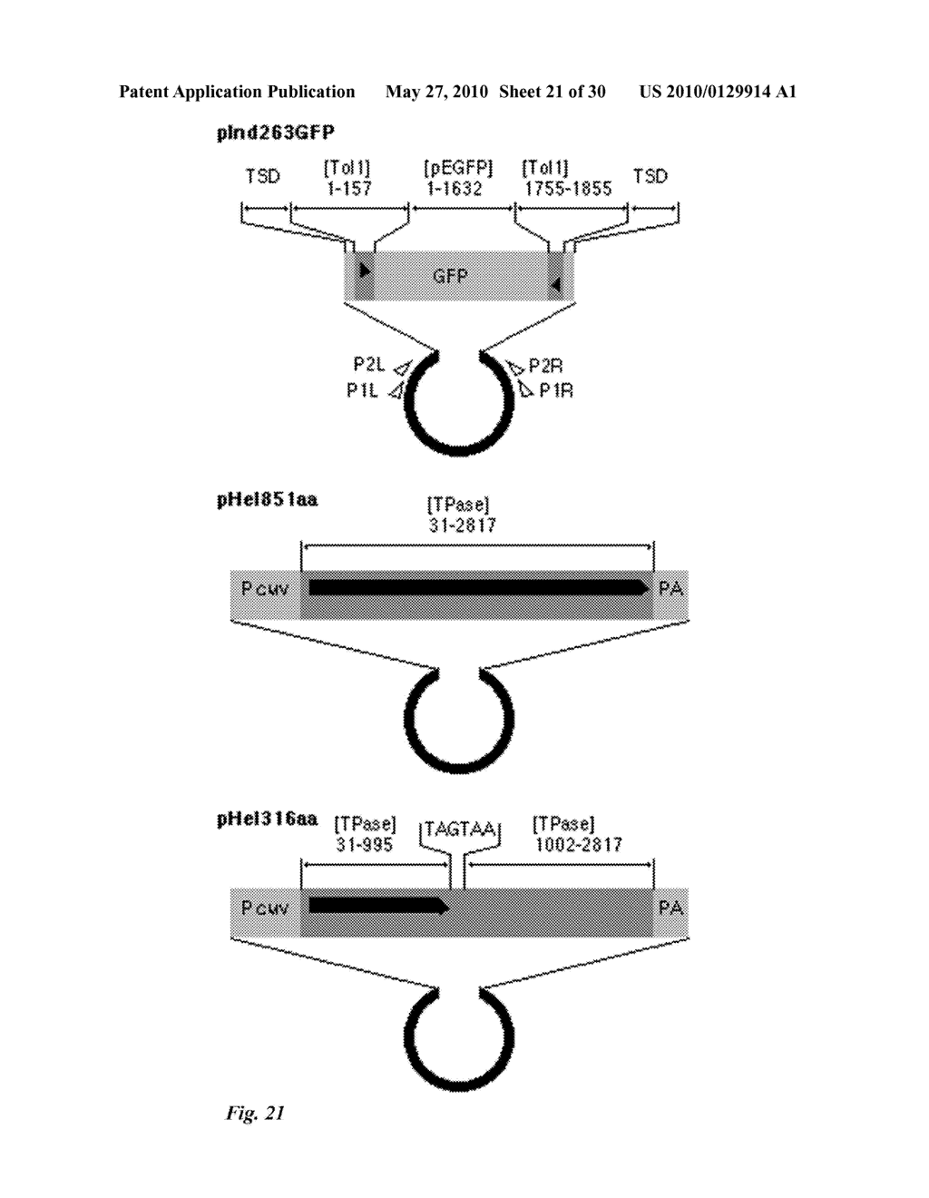 Tol1 FACTOR TRANSPOSASE AND DNA INTRODUCTION SYSTEM USING THE SAME - diagram, schematic, and image 22