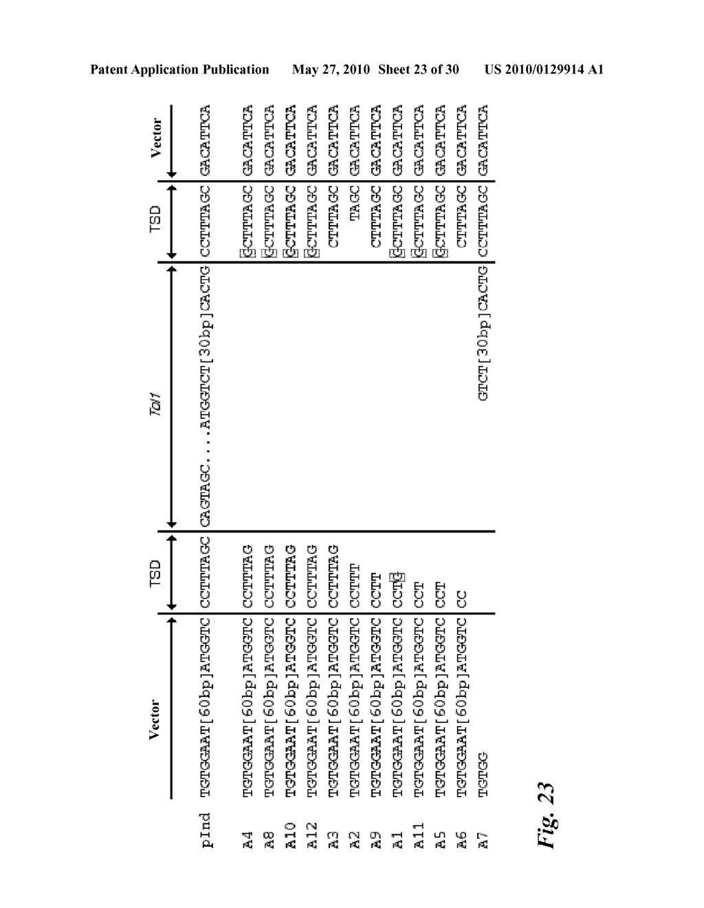 Tol1 FACTOR TRANSPOSASE AND DNA INTRODUCTION SYSTEM USING THE SAME - diagram, schematic, and image 24