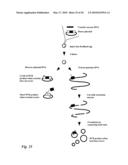 Tol1 FACTOR TRANSPOSASE AND DNA INTRODUCTION SYSTEM USING THE SAME diagram and image