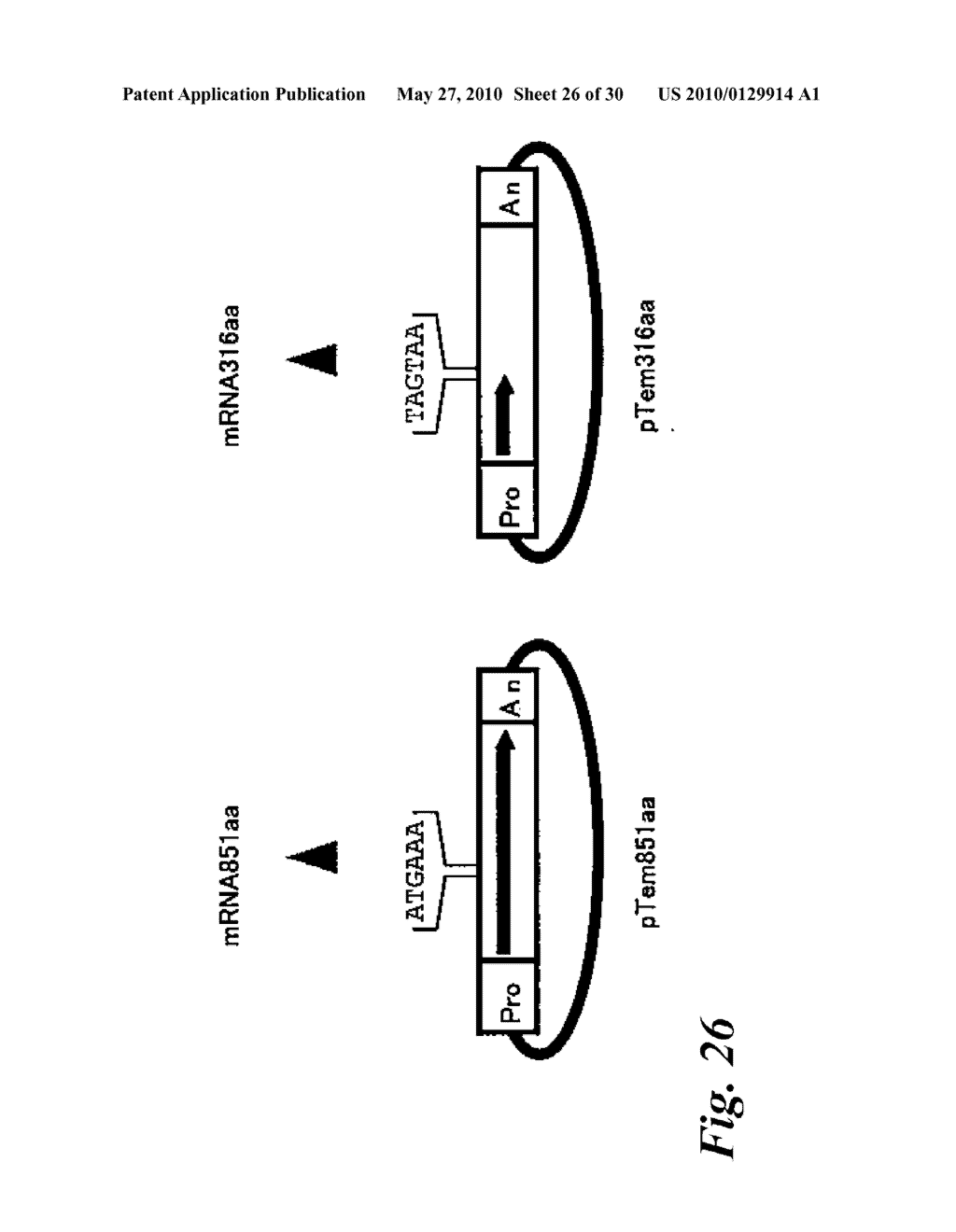 Tol1 FACTOR TRANSPOSASE AND DNA INTRODUCTION SYSTEM USING THE SAME - diagram, schematic, and image 27