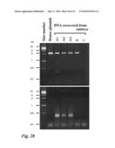 Tol1 FACTOR TRANSPOSASE AND DNA INTRODUCTION SYSTEM USING THE SAME diagram and image