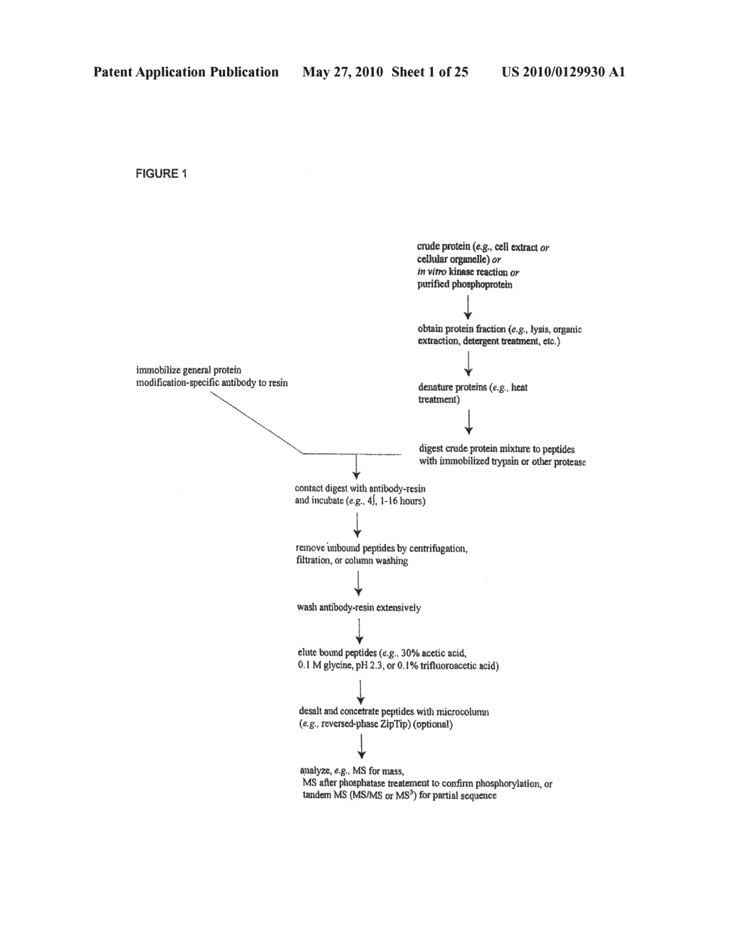 Tyrosine Phosphorylation Sites - diagram, schematic, and image 02