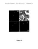 Methods of Quantitatively Assessing Inflammation with Biosensing Nanoparticles diagram and image