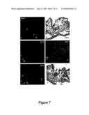 Methods of Quantitatively Assessing Inflammation with Biosensing Nanoparticles diagram and image