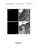 Methods of Quantitatively Assessing Inflammation with Biosensing Nanoparticles diagram and image