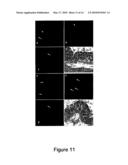 Methods of Quantitatively Assessing Inflammation with Biosensing Nanoparticles diagram and image